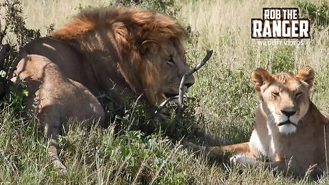 Paired Up Lions| Lalashe Maasai Mara Safari