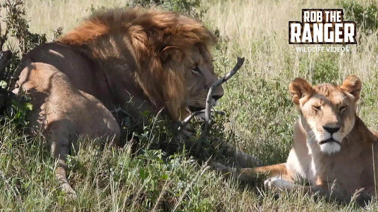 Paired Up Lions| Lalashe Maasai Mara Safari