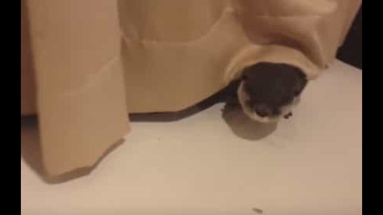 カーテンで遊ぶペットのカワウソ