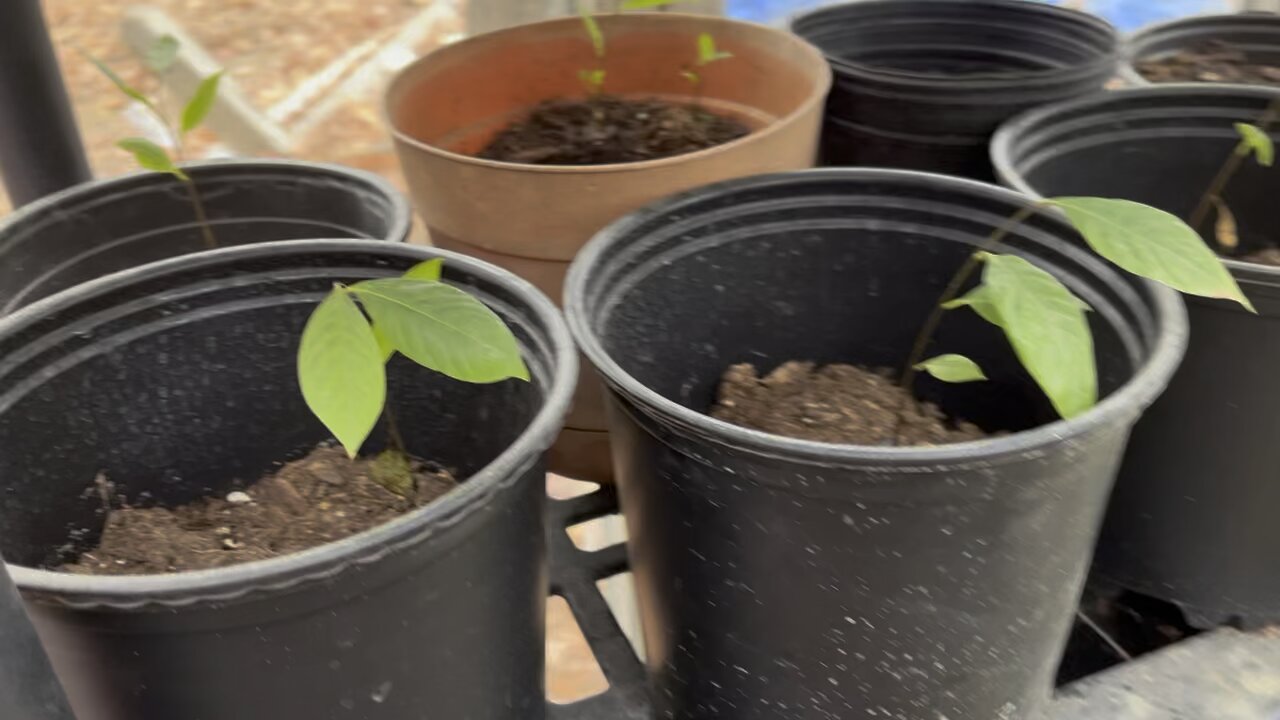 #pawpaws #greenhouse #farm #homestead Chamberlin Family Farms “Naturally Good”