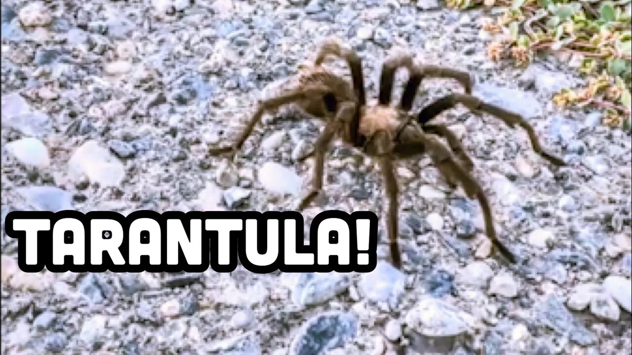 🕷️Tarantula Crossing Road Before Dusk🏜️😮