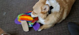 Corgi got a new toy