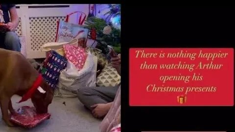 My Dog cleverly opens his own Christmas presents 🎁 Ending 2022 on a happy video ❤️