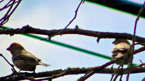 IECV NV #520 - 👀 Male & Female House Finch 5-4-2018