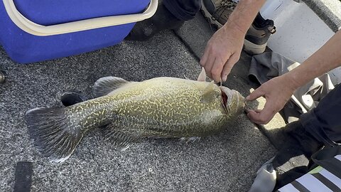 Marry Cod Catch & Release