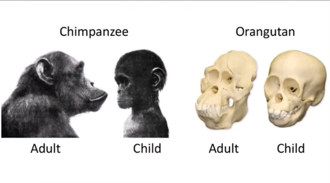 Fake Evolutionary Tree