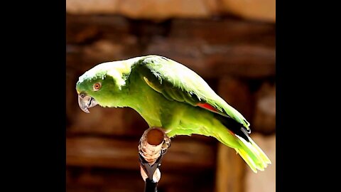 Welcome to the Parrot Concert!