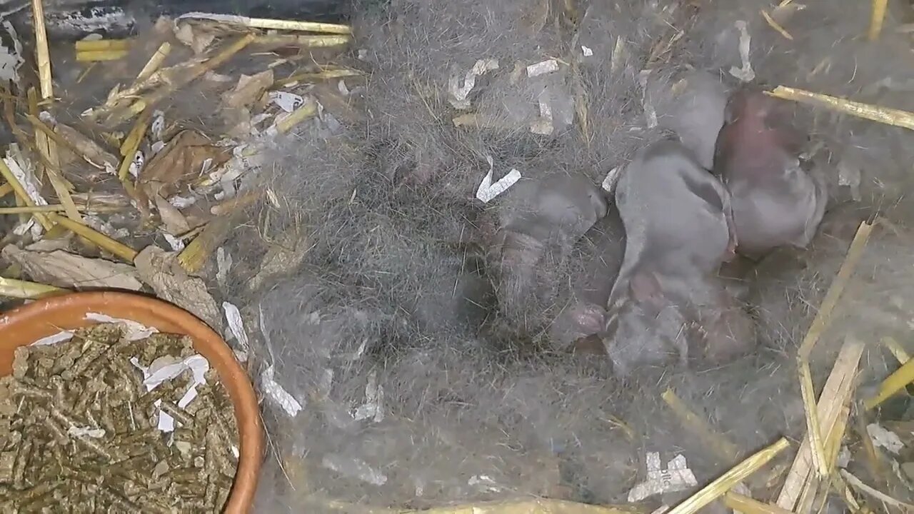 DETAIL BELLA 2022. BLUE WIENER x Californian RABBITS newborn Blauwe Wener Konijnen kits geboren