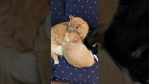 Cuddly kittens and big brother Zippy