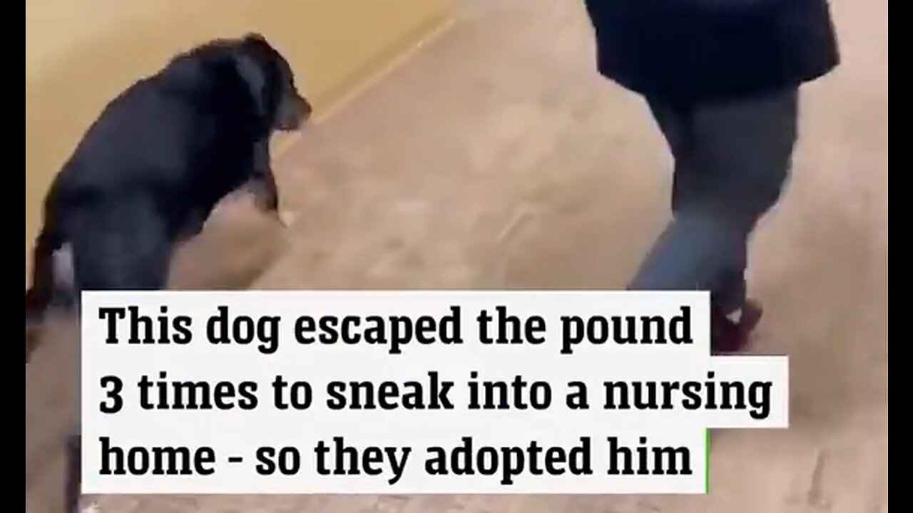 Dog Escaped The Pound Three Times To Visit Nursing Home, They Adopted Him