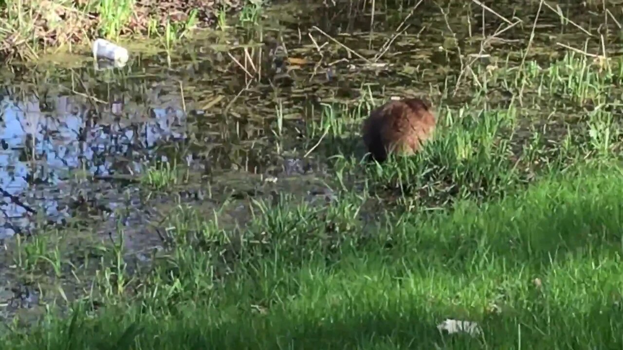 A camera shy muskrat