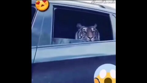 Audi car in tiger#car and tiger