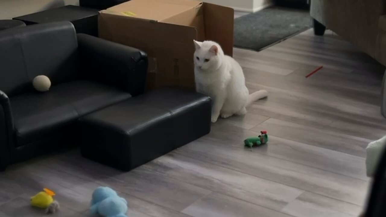 Cute Cat Playing