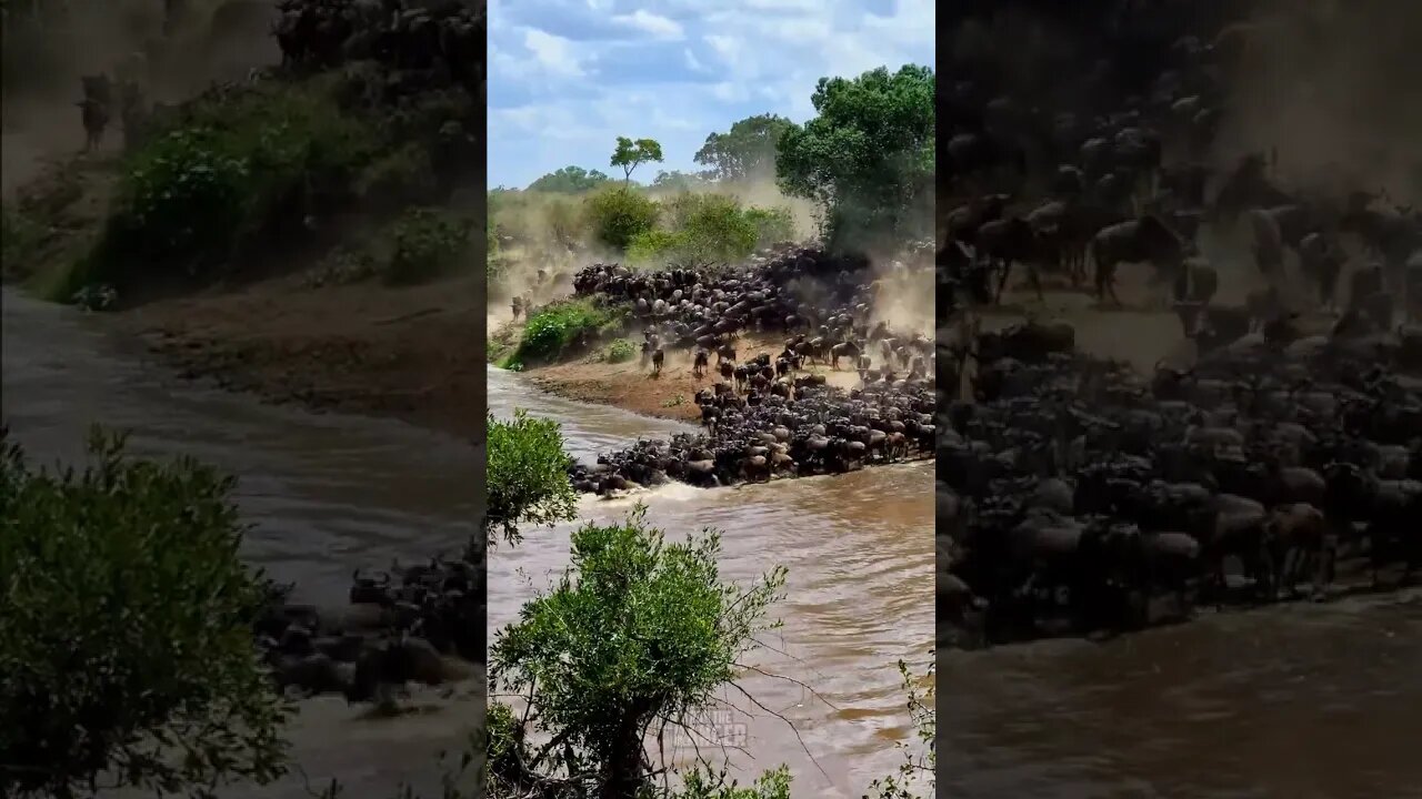 Amazing Migration River Crossing #shorts | #ShortsAfrica