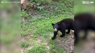 Un ours rentre dans une voiture et y fait ses besoins