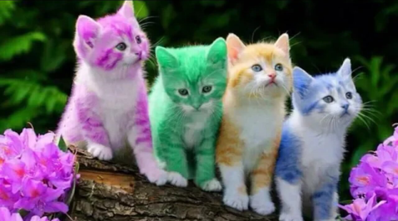 Lovely cats ..♥️♥️♥️😍😍😍😲😲😲😲😲