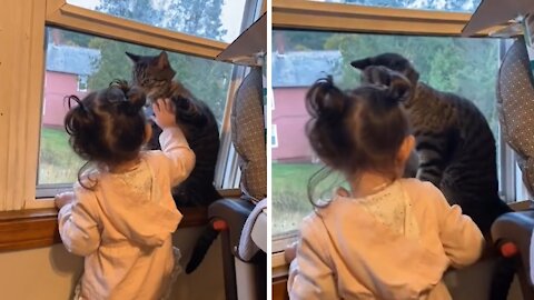 Irritated cat politely refuses to be petted