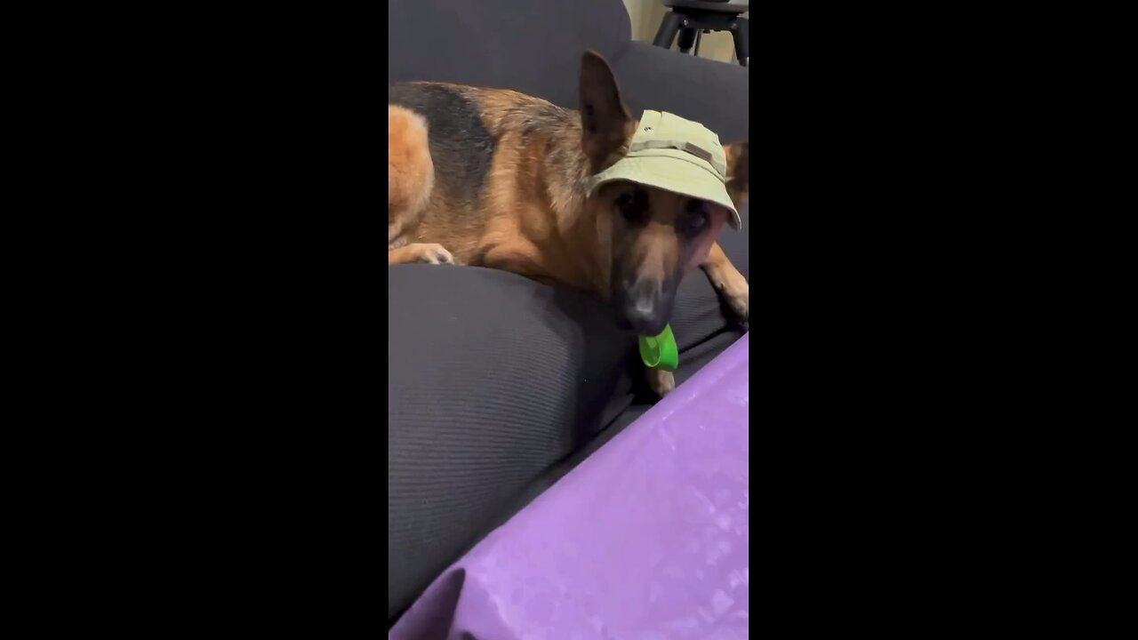 German Shepherd funny jokes 🤣😂