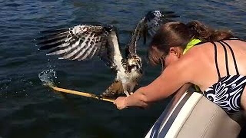 Amazing Bird Rescues That Warm Your Heart! 🥺 ⛑