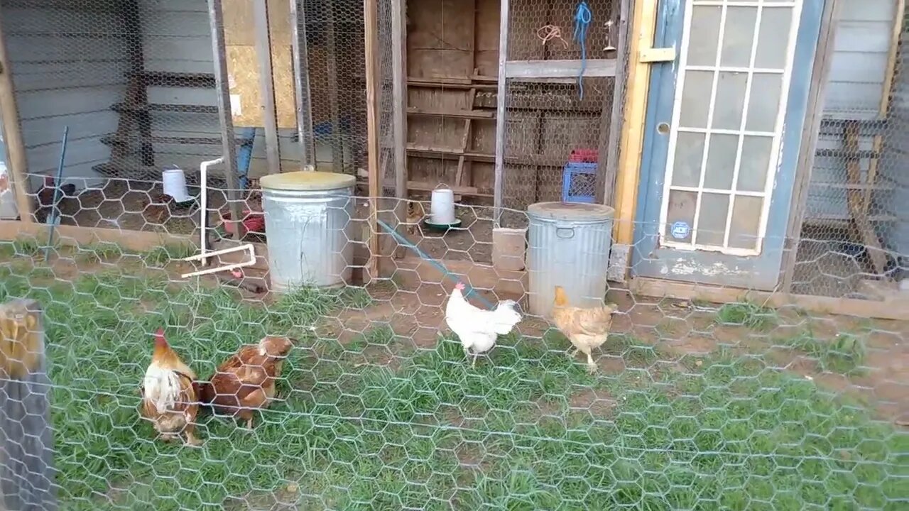 Mini Farm update. Prepping for SHTF.