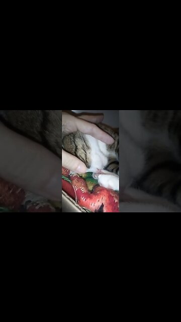 Sleepy Cat Gets Nose Boops and Pets #shorts