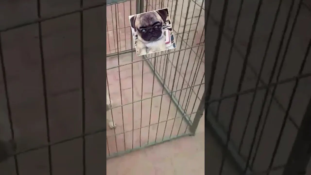 Beautiful Pug Puppy #shorts