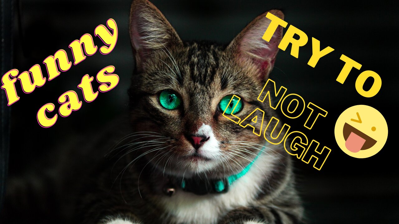 FUNNY CATS TRY TO NOT LAUGH