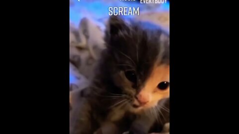 Wait till the end🤣❤️? #chonkycat #chonkycats #catphoto #catphotography #catphotos #catpics #shorts