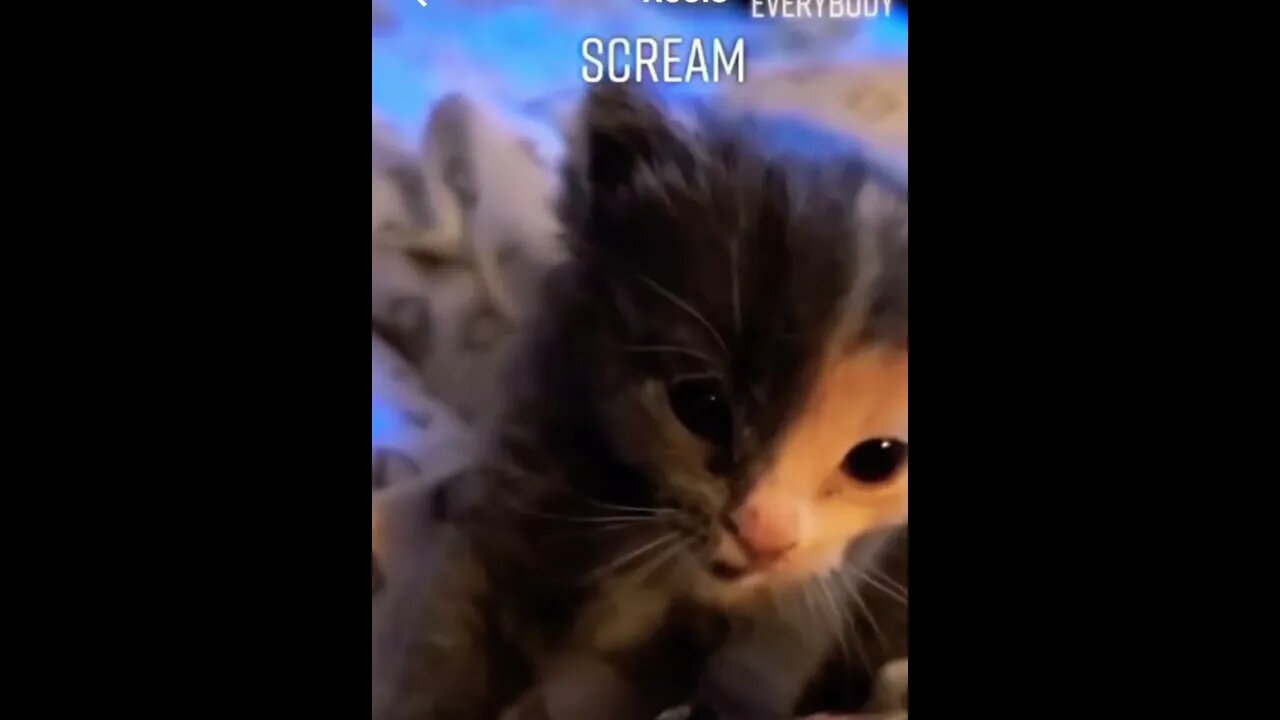 Wait till the end🤣❤️? #chonkycat #chonkycats #catphoto #catphotography #catphotos #catpics #shorts
