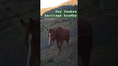 Farm surveillance. Guy fawkes heritage brumby