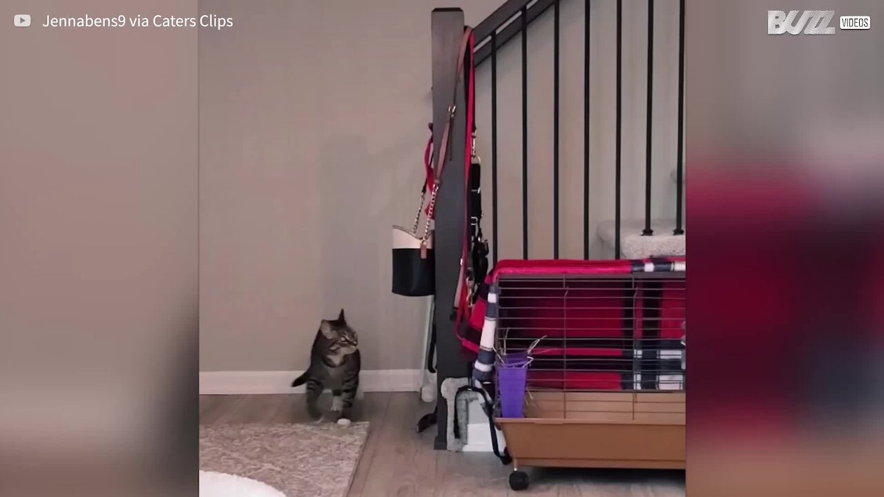 Cat gets stuck in stair rails 5