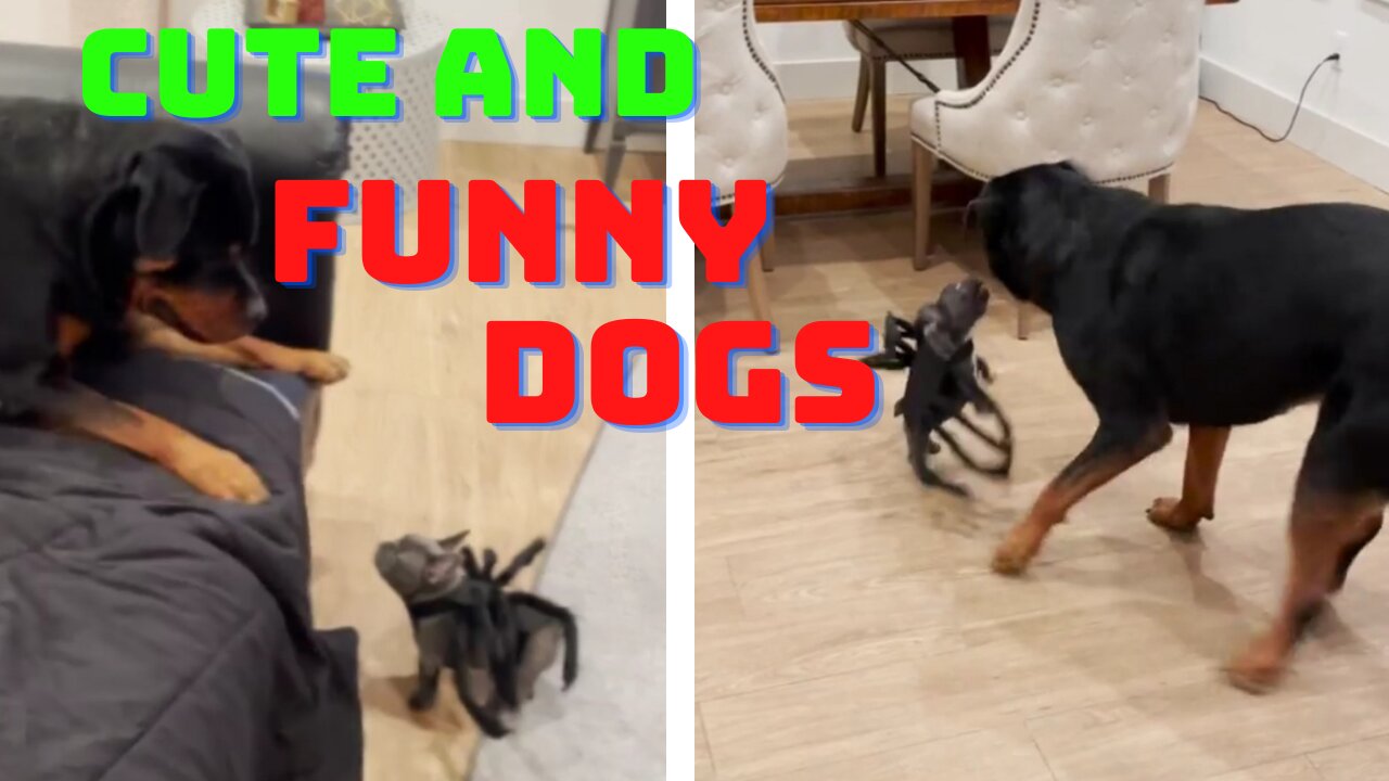 cute and funny dogs |#funny |Susantha 11|#shorts