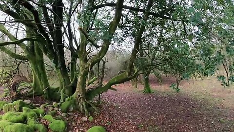 Finding a pitch at Reddacleeve farm campsite. Dartmoor. 20th March 2023 part 9