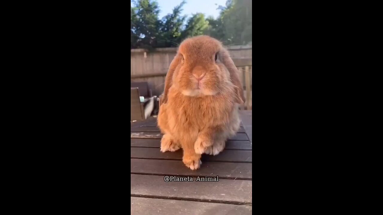 coelho Mini lop