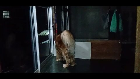 #dogshow , #animals , #dogs , #shorts