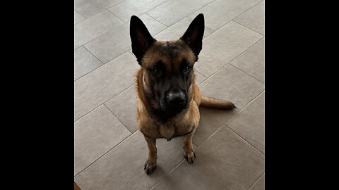 Malinois Bax -Bad to the Bone