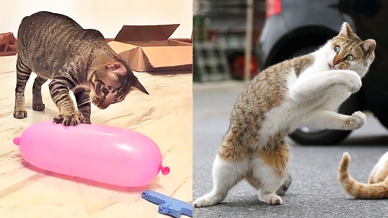 Latest Funny Animals Videos 2021