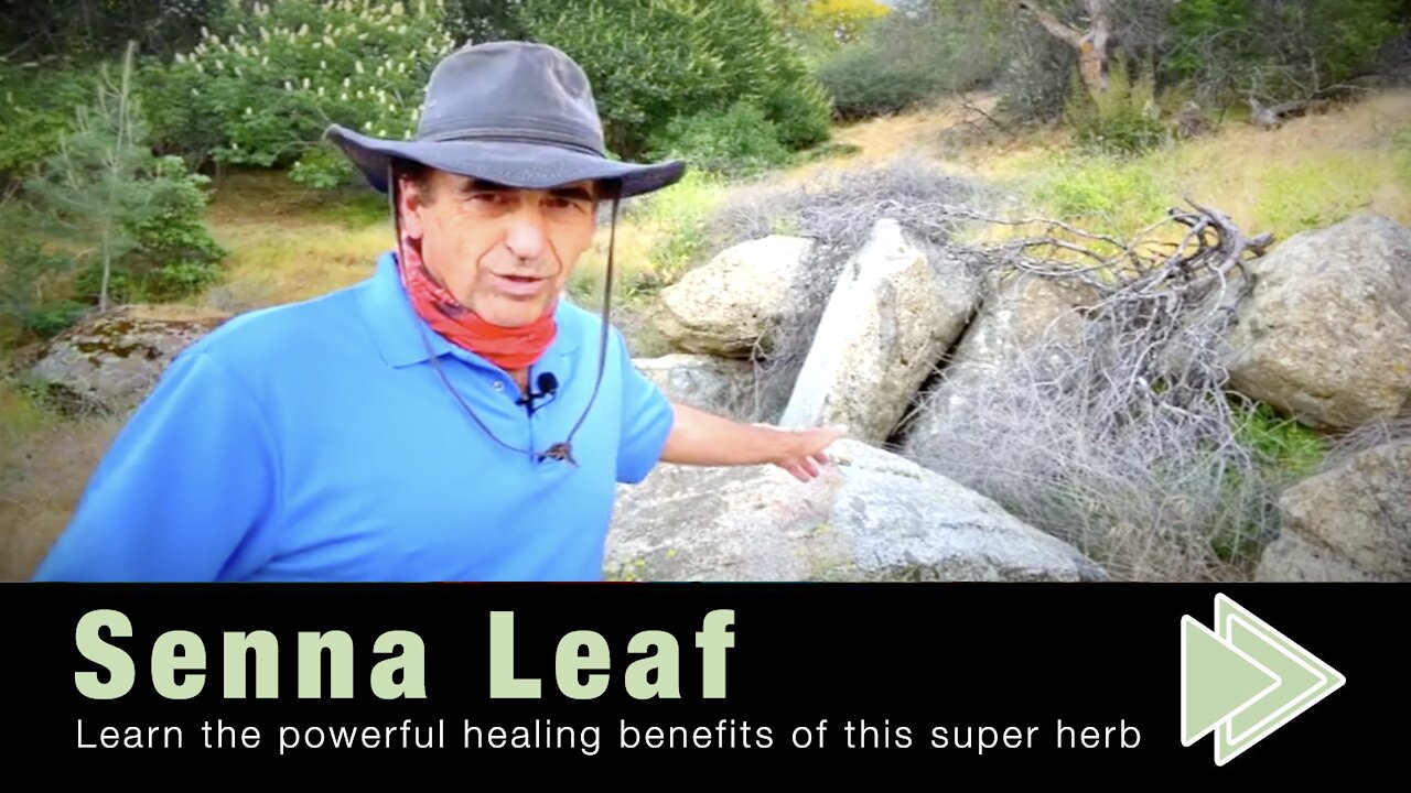 Senna Leaf Health Benefits Uses for Weight Loss and Precautions