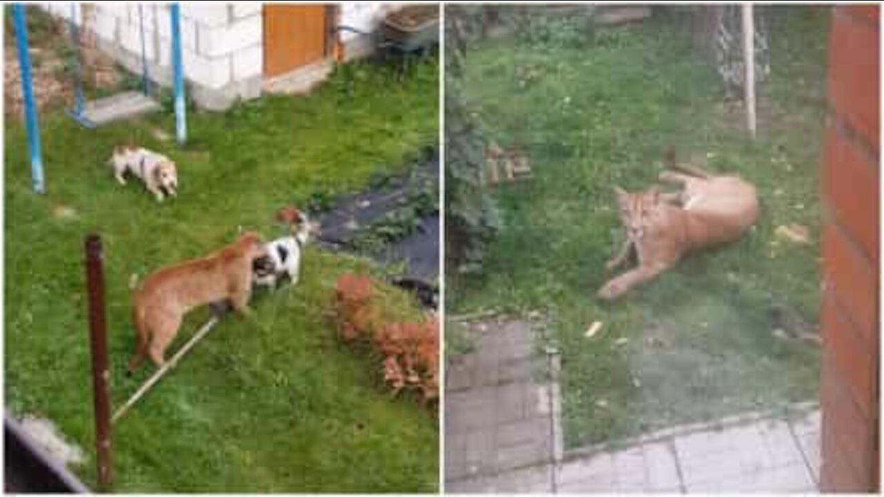 Puma attacca un cane nel giardino di casa