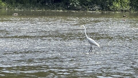 White Egret sees me lurking. Says bye bye 😂