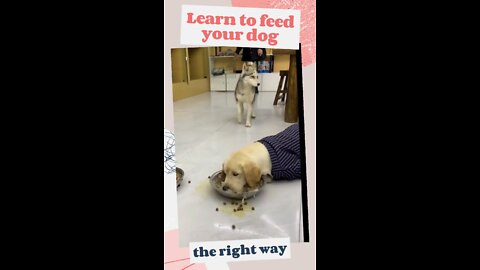 HOW TO FEED YOUR DOG - hungry dog