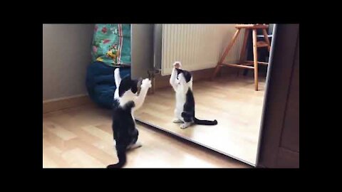 Funny Cat And mirror Video| Funny video