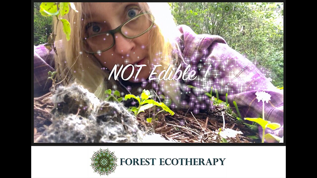 Forest Adventure #1– Redwood Doug Fir Forest with TreeGirl