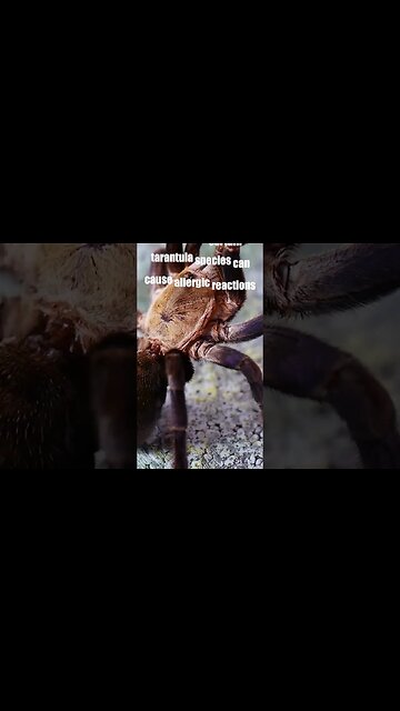 Tarantula Threats and BITES!