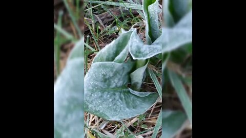 Frozen plants