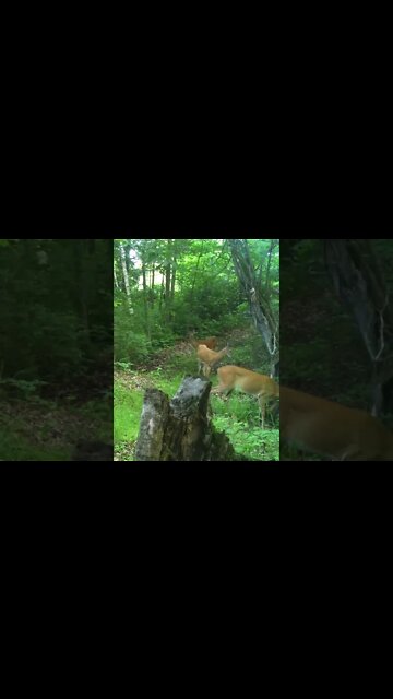 Pick your trail camera spots early! #shorts #deer #deerhunting