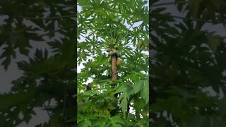 most epic papaya tree ever!