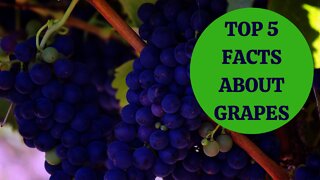 benefits of eating grapes | grapes health benefits | GRAPE