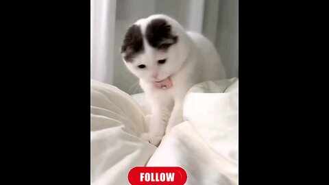 Amazing_~so~sweet~kitty~trending~video🙀