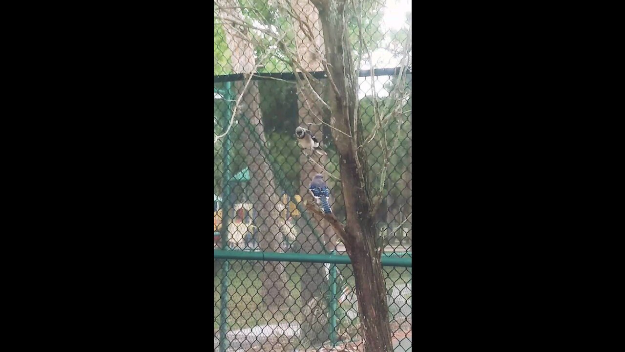 Cutest Blue Jays Having Deep Conversation